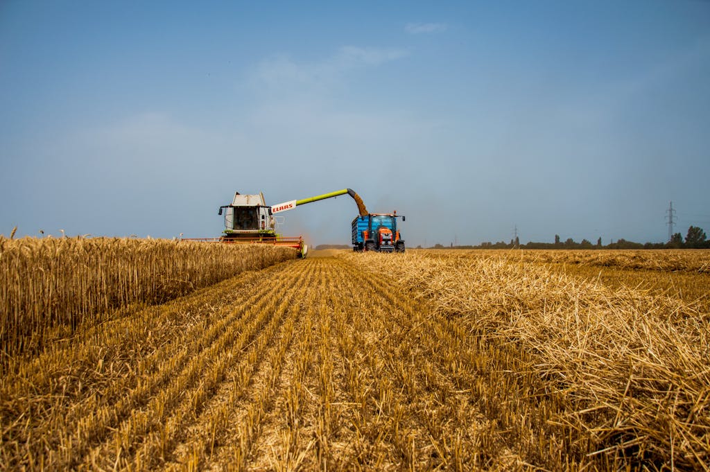 A harvester and tractor working together in a golden wheat field during a clear day.