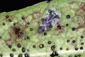 Lace bugs damaging agricultural crops